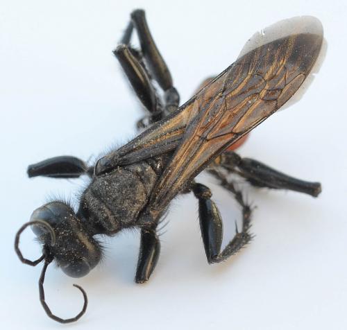 Palmodes occitanicus